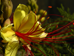 Flor de Villa Carlos Paz